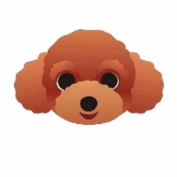 Teddy dog